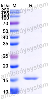 [Antibodysystem] Recombinant MARV VP35/Marburg VP35 Protein, N-His