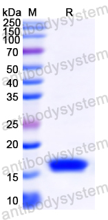 [Antibodysystem] Recombinant MARV VP30/Minor nucleoprotein VP30 Protein, N-His