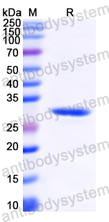 [Antibodysystem] Recombinant MARV VP24/Marburg VP24 Protein, N-His