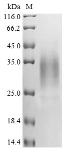 [Cusabio] Recombinant Human DNA dC->dU-editing enzyme APOBEC-3A (APOBEC3A)