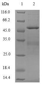 [Cusabio] Recombinant Human DNA dC->dU-editing enzyme APOBEC-3C (APOBEC3C)