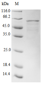 [Cusabio] Recombinant Human DNA dC->dU-editing enzyme APOBEC-3G (APOBEC3G)