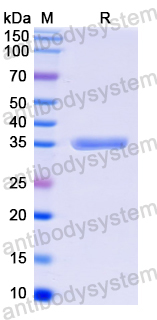 [Antibodysystem] Recombinant MPOX A5L Protein, N-GST & C-His