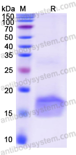 [Antibodysystem] Recombinant Monkeypox virus/MPXV A42R/Profilin Protein, N-His