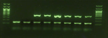 Exemplary agarose gel image