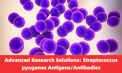 [Antibodysystem] Streptococcus pyogenes Antigens/Antibodies