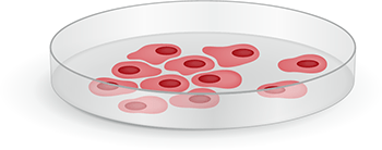 Cell culture vector