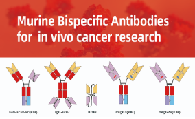 [Antibodysystem] Murine Bispecific Antibodies