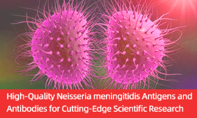 [Antibodysystem] Neisseria meningitidis