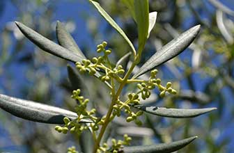 Olea europaea