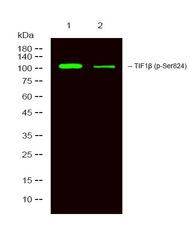 TRIM28(phospho-Ser824) Antibody - SAB | Signalway Antibody