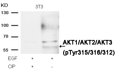 AKT1/AKT2/AKT3(phospho-Tyr315/316/312) Antibody - SAB | Signalway Antibody