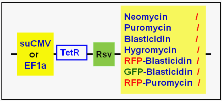 tet repressor expression scheme