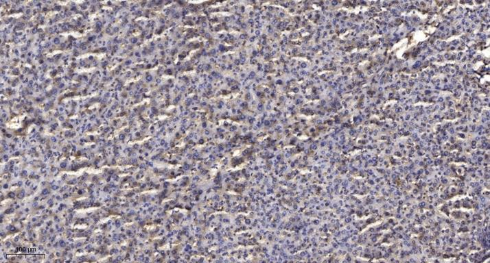 TRIM28(phospho-Ser824) Antibody - SAB | Signalway Antibody