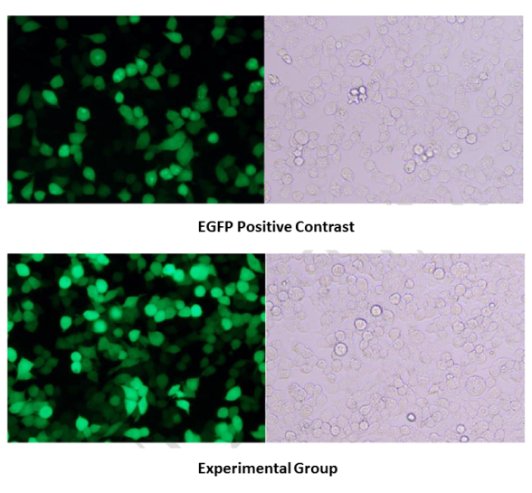 설명: https://synbio-tech.com/wladmin/kindeditor/attached/image/20241112/20241112110129_98662.png