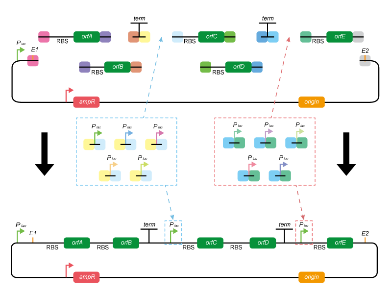 설명: https://synbio-tech.com/wladmin/kindeditor/attached/image/20240730/20240730150048_81777.png