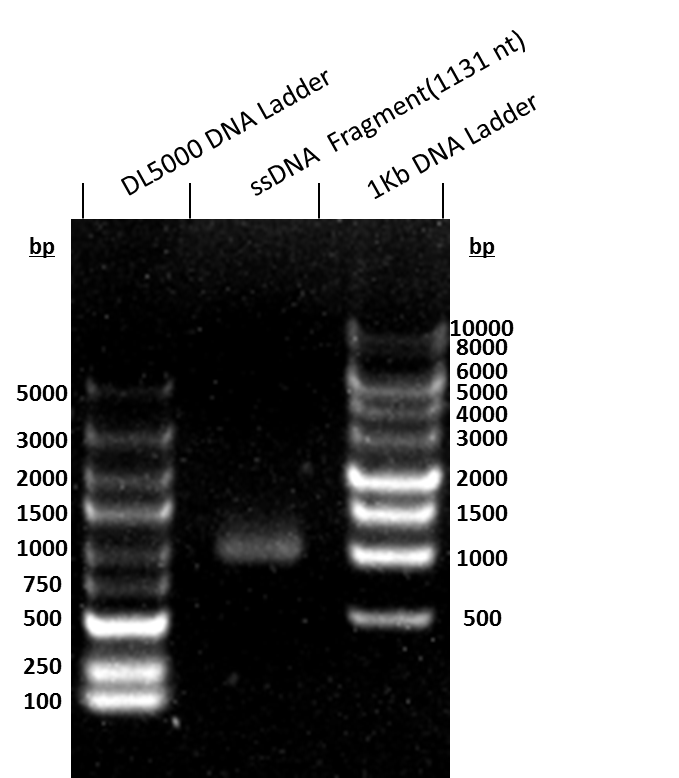 설명: https://synbio-tech.com/wladmin/kindeditor/attached/image/20240730/20240730145128_90029.png