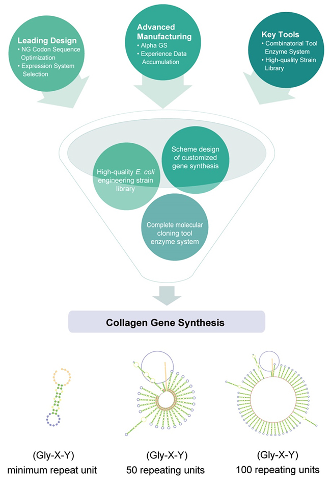 Recombinant Collagen Gene Synthesis