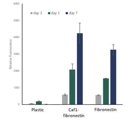 Caf1 - Fibronectin