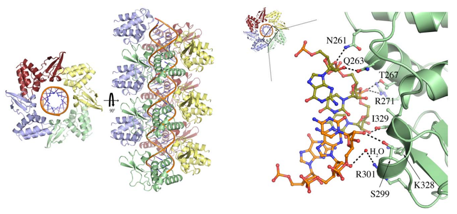 Understanding Marburg Virus: Structure, Transmission, and Vaccine Development