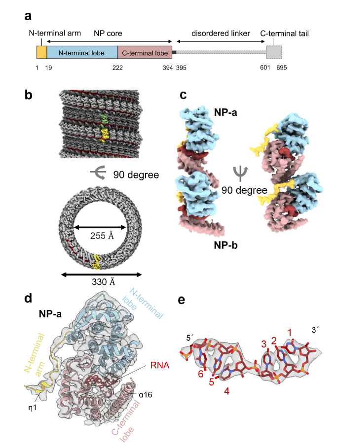 Understanding Marburg Virus: Structure, Transmission, and Vaccine Development