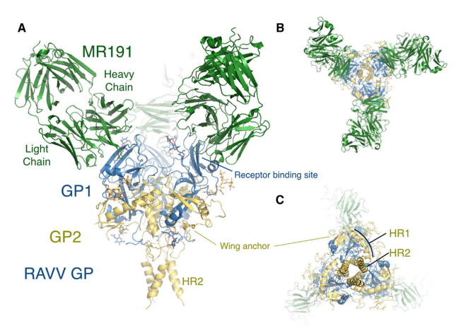 Understanding Marburg Virus: Structure, Transmission, and Vaccine Development