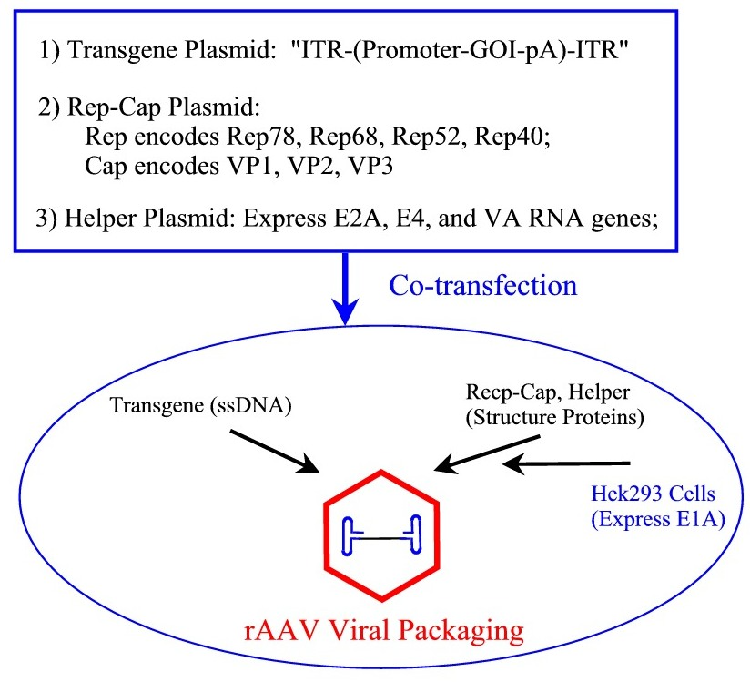 AAV virus packaging scheme