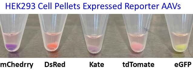 AAV Reporters expressed in Hek293 cells