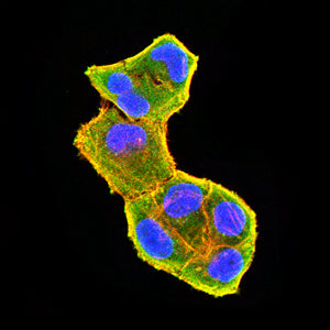 설명: Figure 4:Immunofluorescence analysis of Hela cells using SV2C mouse mAb (green). Blue: DRAQ5 fluorescent DNA dye. Red: Actin filaments have been labeled with Alexa Fluor- 555 phalloidin. Secondary antibody from Fisher (Cat#: 35503)
