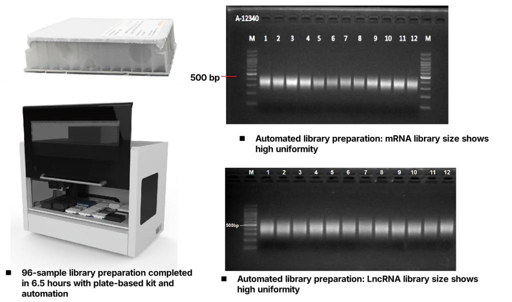 Figure 3. Highly uniform mRNA and lncRNA libraries prepared with 96-channel automation.