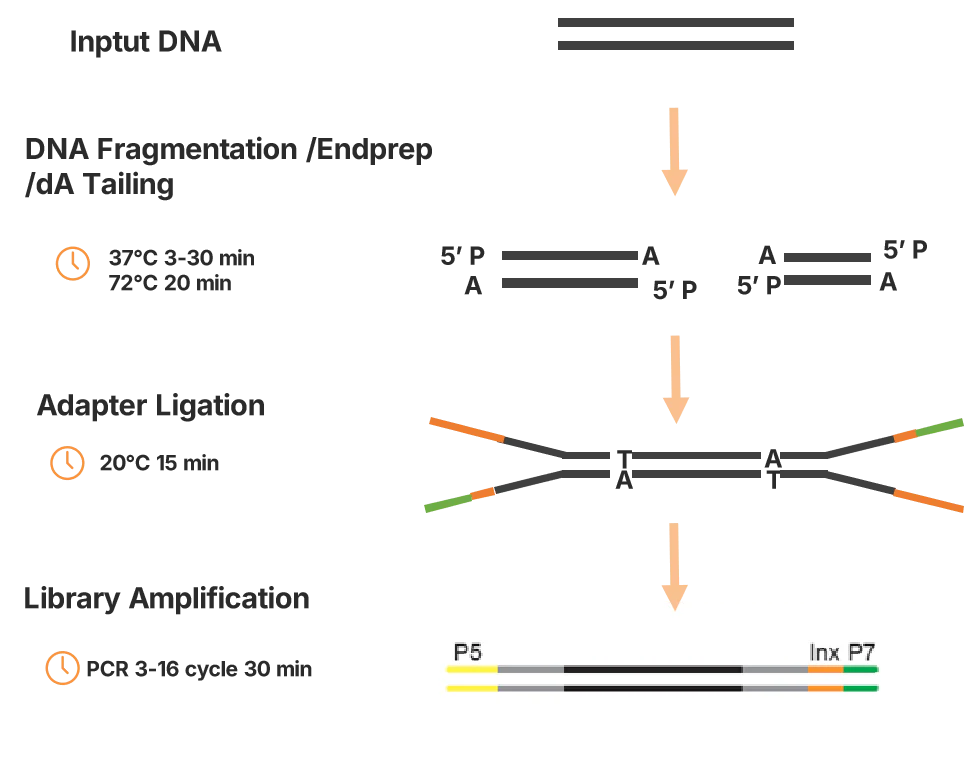 Figure 1. The workflow of OnePot Pro DNA Library Prep Kit