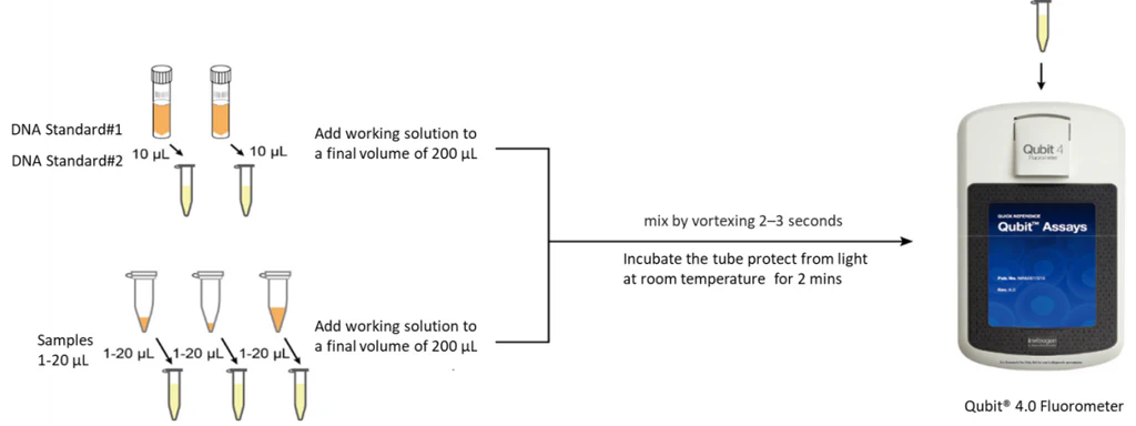 Figure 1. DNA Quantification Workflow