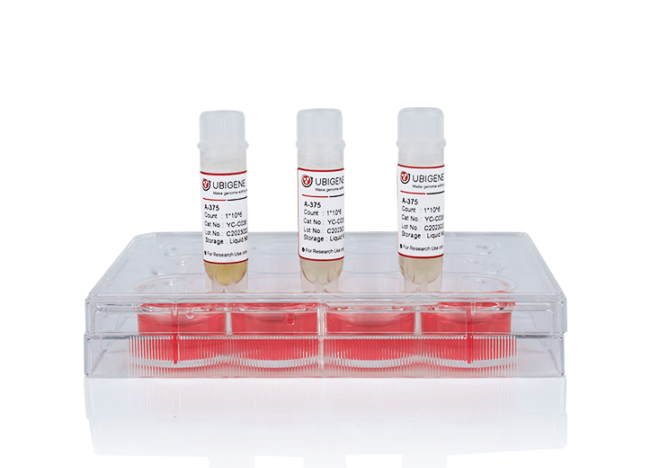 TLN1 Knockout cell line(NB4)