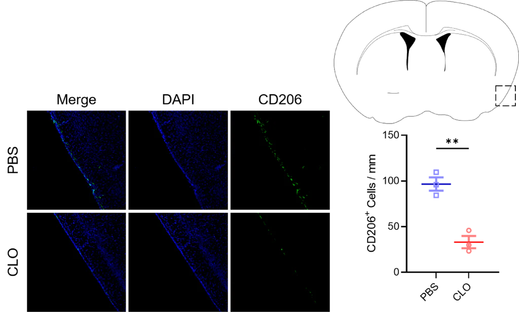 Figure 1. Efficient depletion of perivascular macrophages in the brain following intracisternal administration of Yeasen Macrophage Depletion Reagent (Cat. No. 40337ES).
