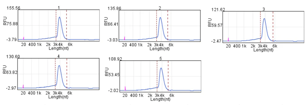 Figure 1.&nbsp;Co-transcription analysis of the input of LZcap AG. IVT materials include Hieff™ T7 RNA Polymerase,&nbsp;Template: Cas9&nbsp;(4K); T7 Reaction Buffer 2; Tris NTP (including N1-Me-Pseudo UTP Tris Solution).&nbsp; IVT time: 3 hrs.