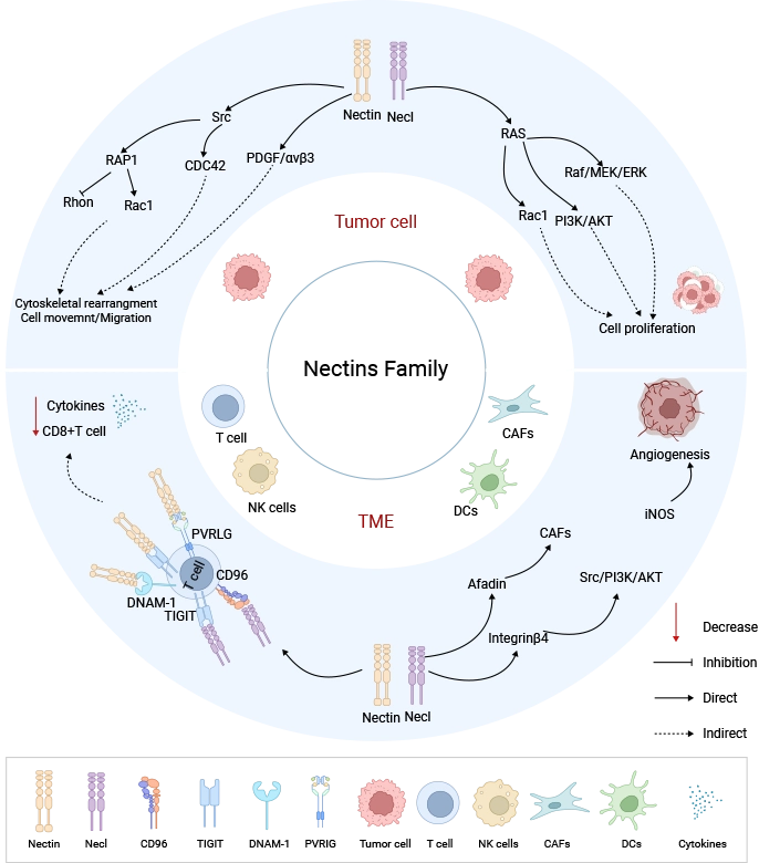 Nectin Family-Mediated Oncogenic Signaling in Tumor Cells and the Tumor Microenvironment