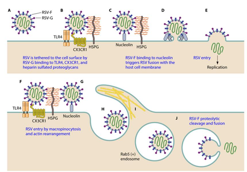 Binding and entry of RSV into the host cell.