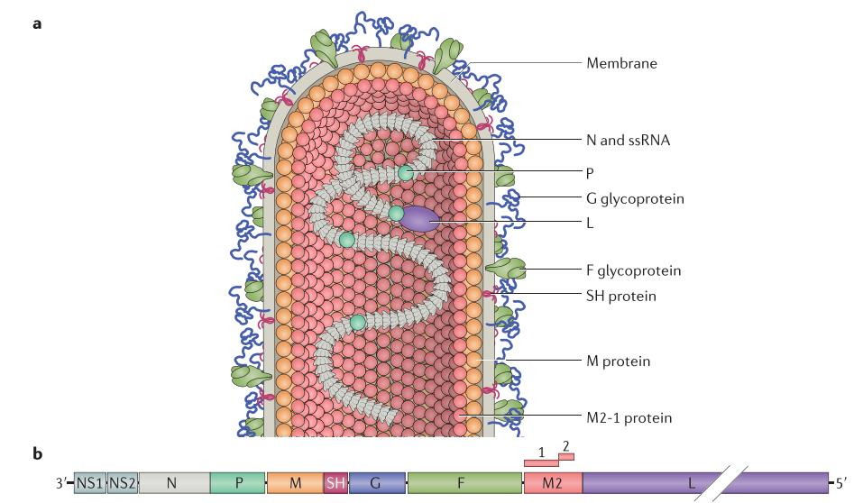 Respiratory syncytial virus virion