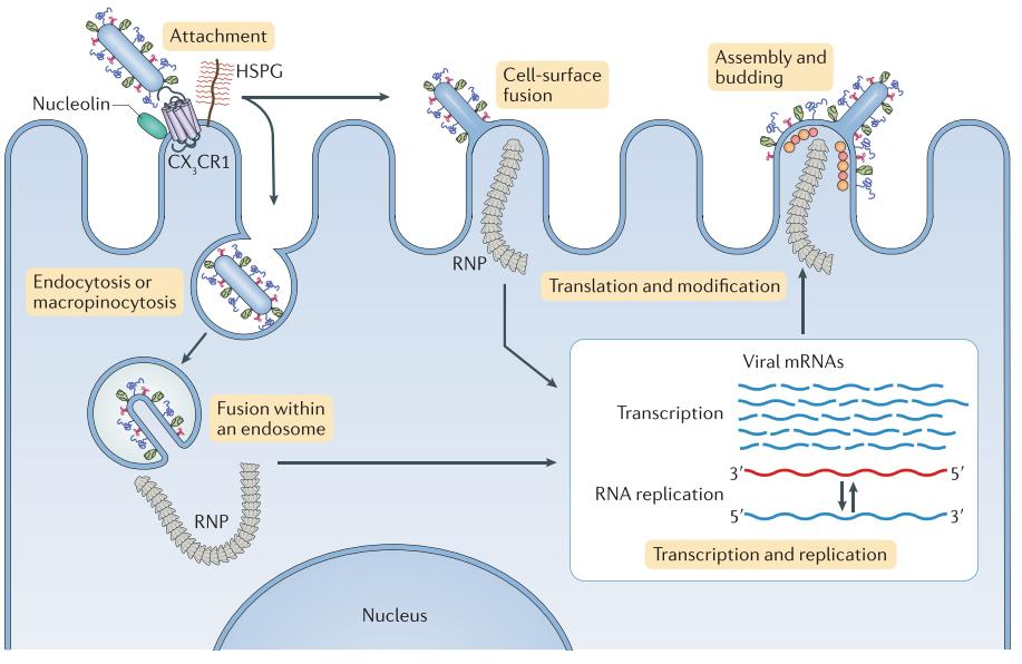 Binding and entry of RSV into the host cell.